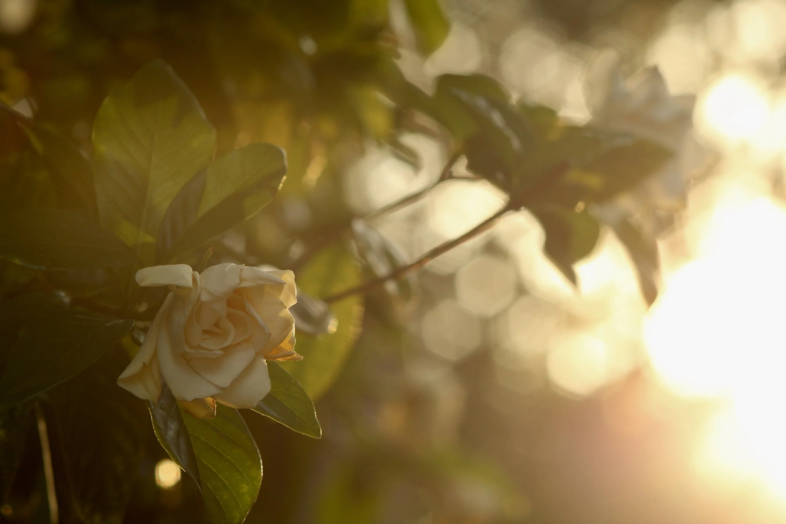 A white flower on a branch with green leaves, sunlight shining through, and a warm golden glow.