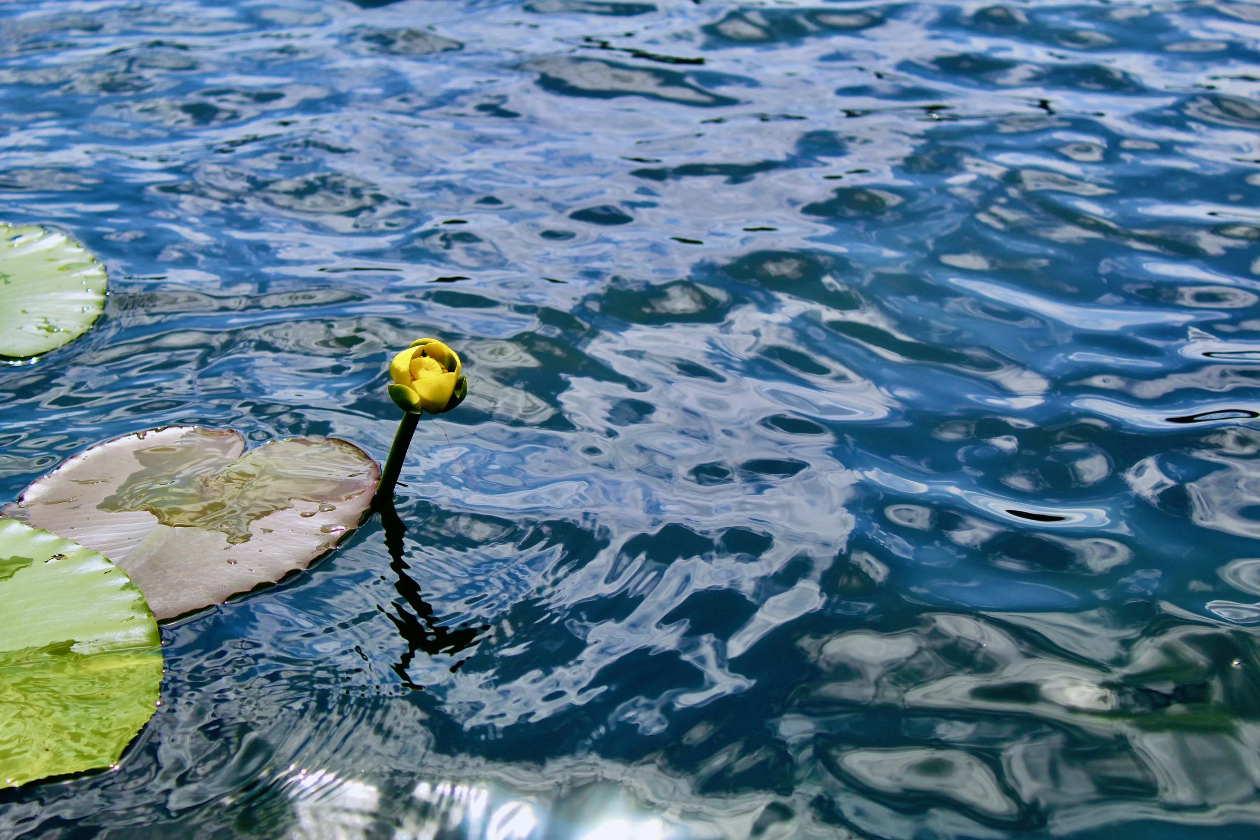 A yellow water lily flower blooming on a lily pad floating in a blue pond with rippling water.