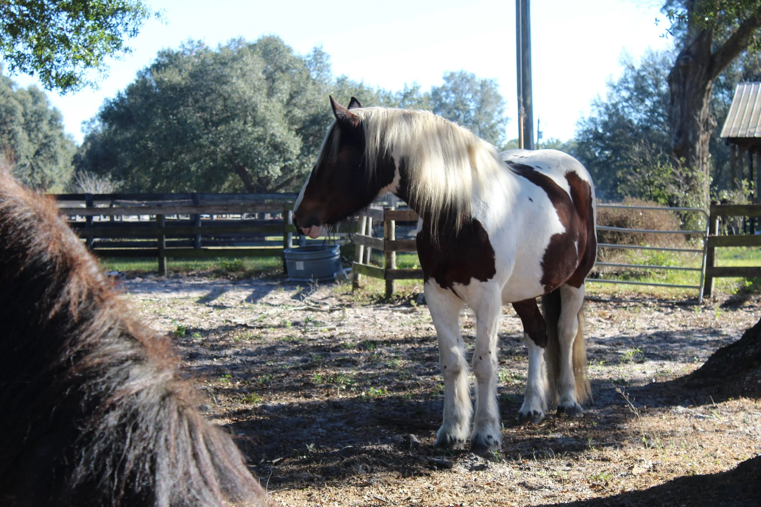 A black and white pinto horse standing in a fenced outdoor area with trees and a small building in the background.