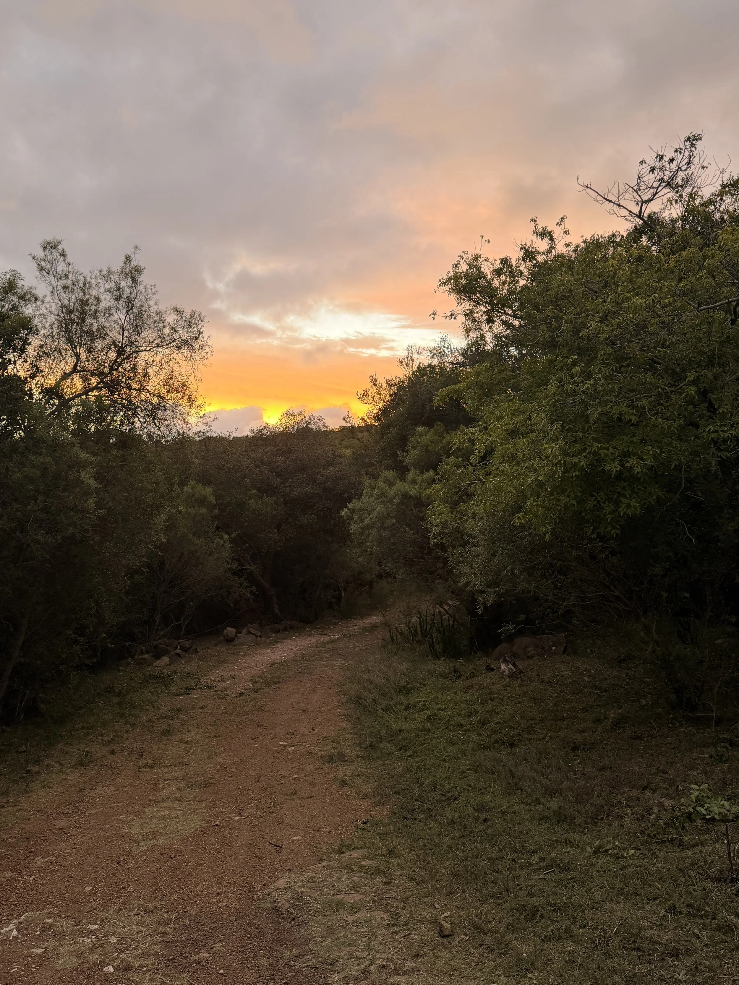 Camino de tierra en un bosque con árboles a ambos lados y un atardecer con nubes y cielo parcialmente despejado.