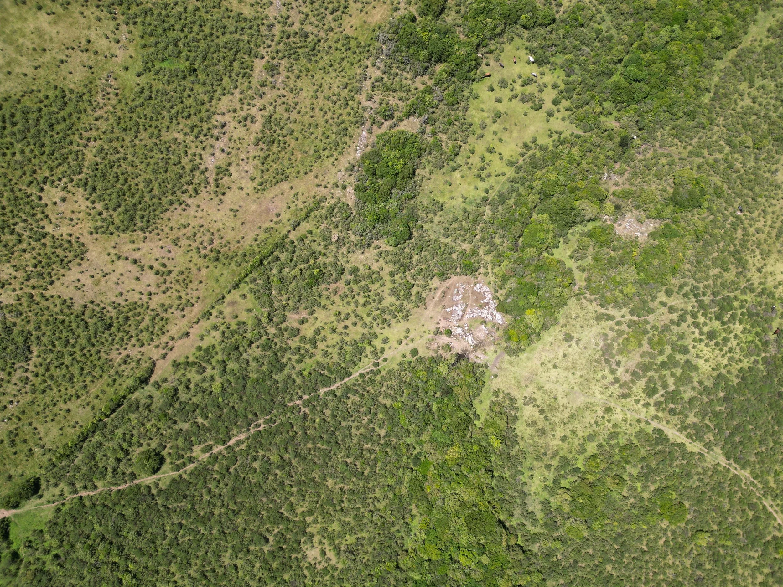 Vista aérea de un área de campo y árboles, con caminos y algunas zonas con más vegetación elevada.