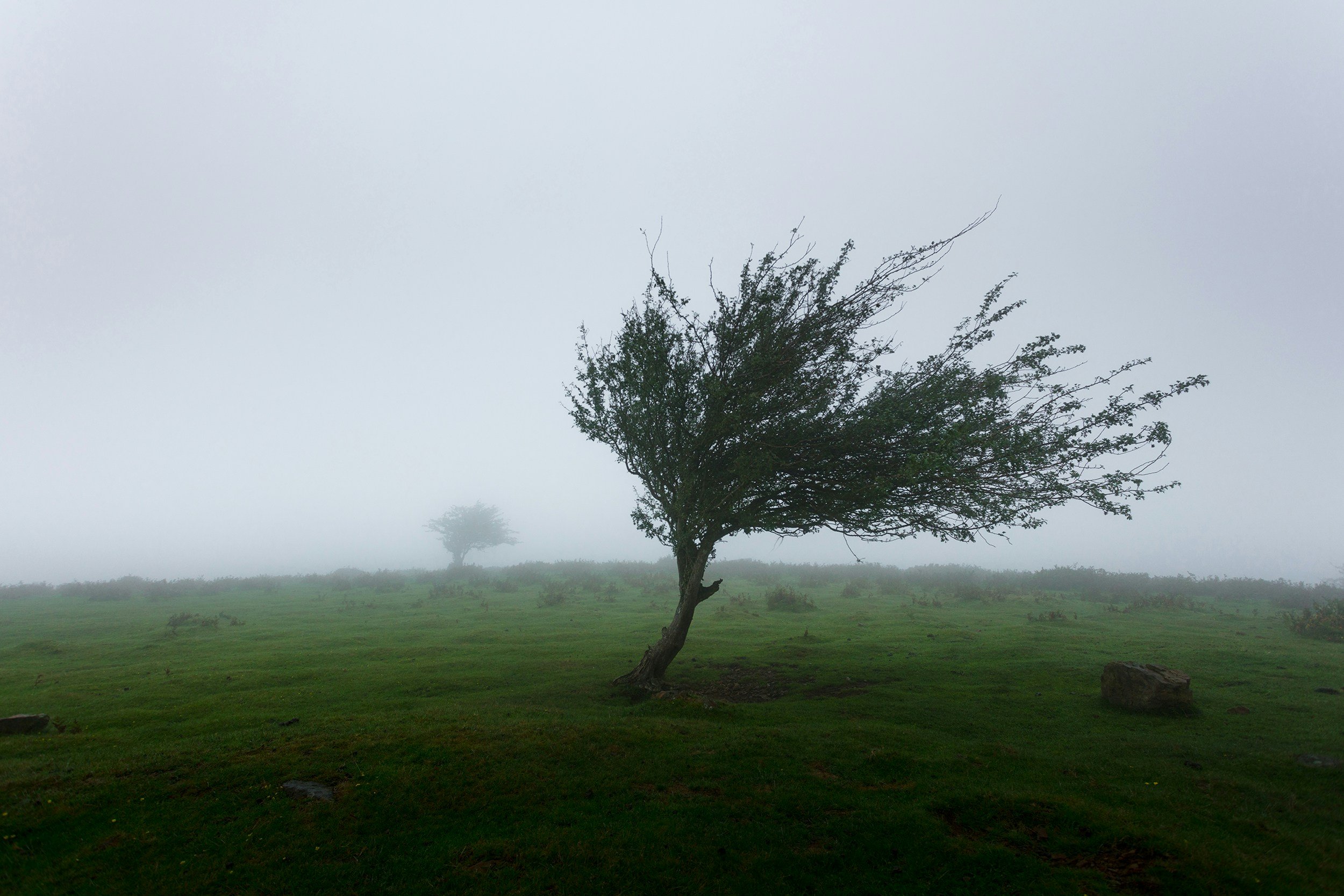 tree moved by a strong wind
