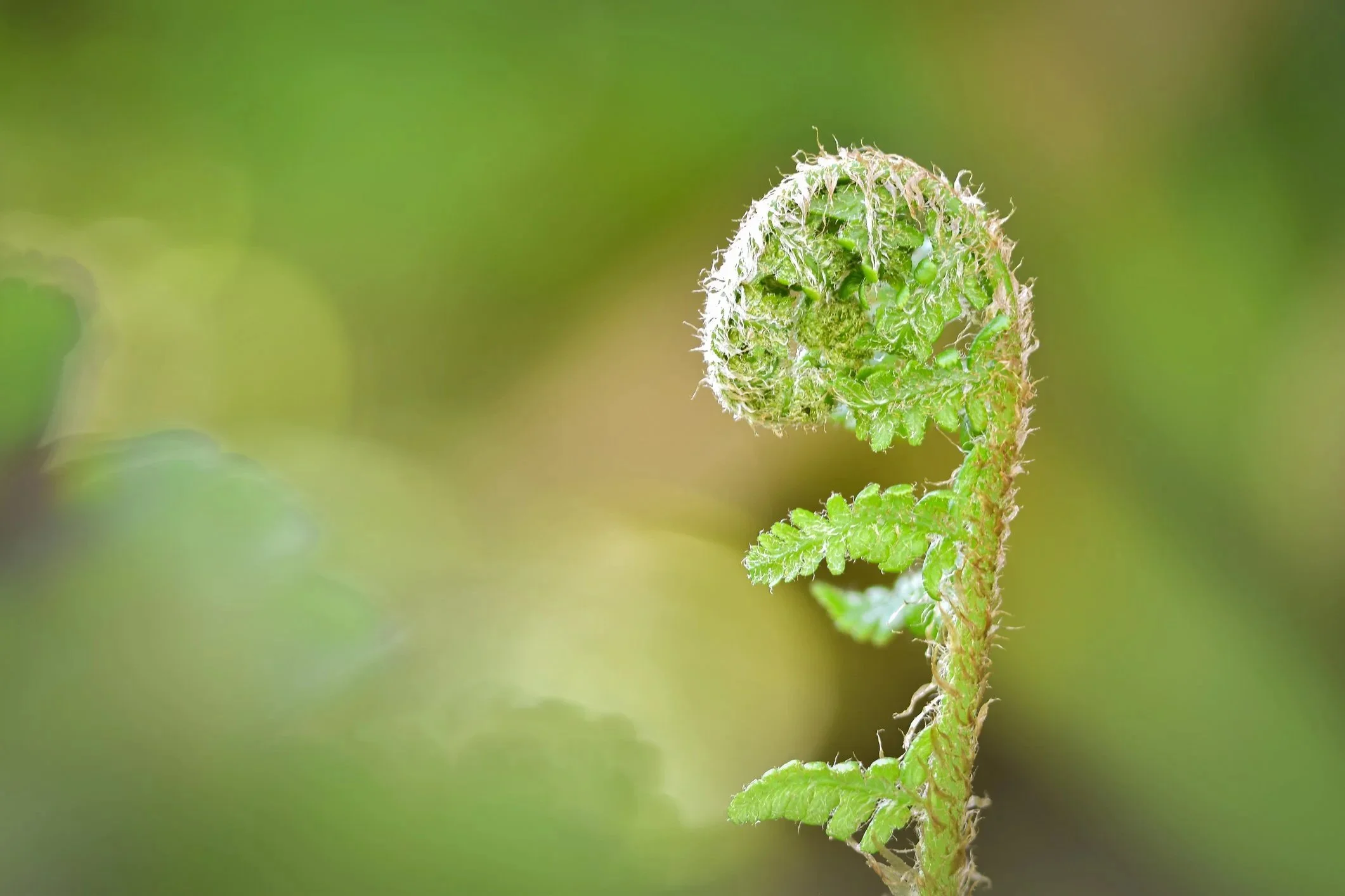 unfurling