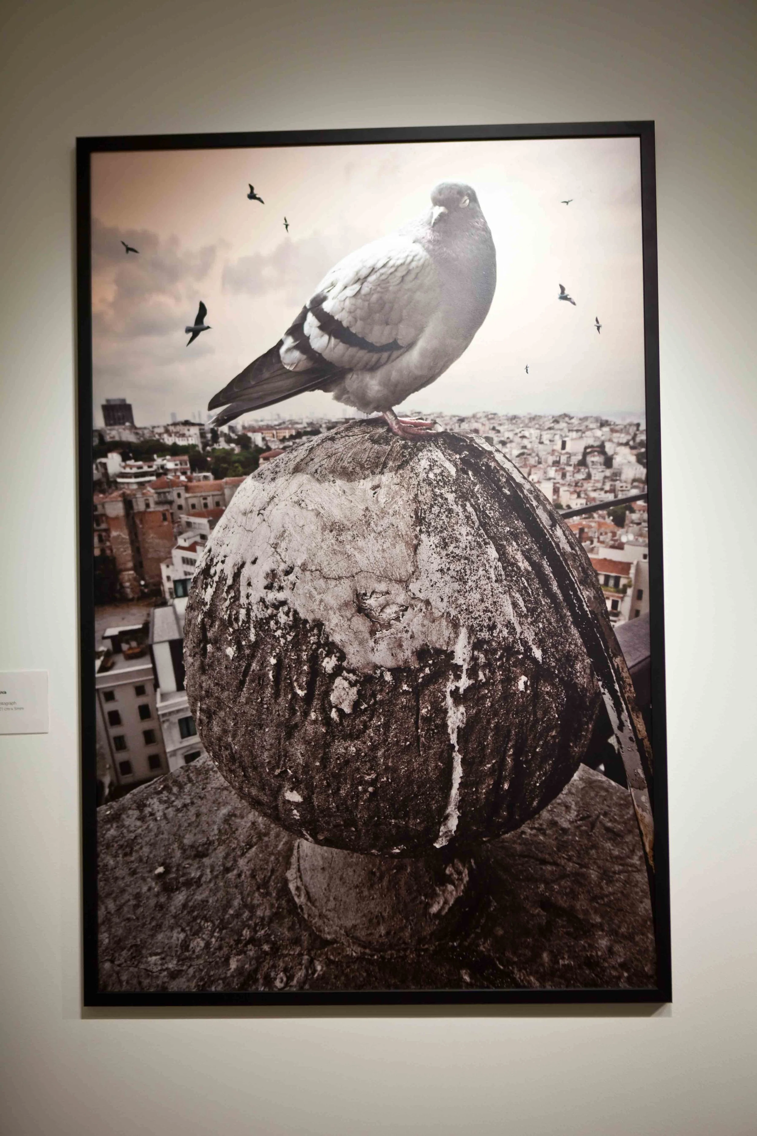 Black and white photograph of a pigeon standing on a large spherical stone sculpture on a rooftop, with an urban cityscape and flying birds in the background.