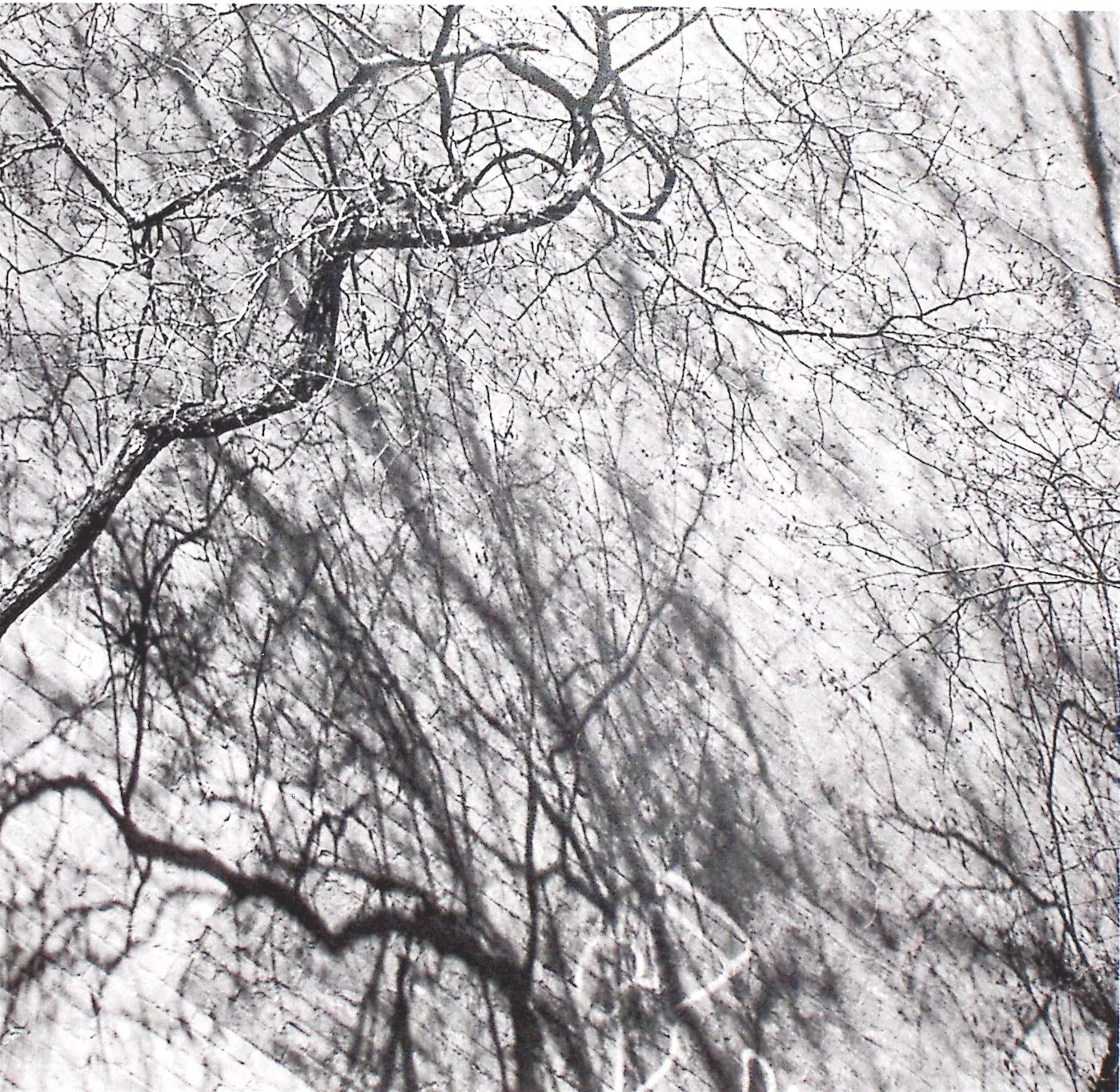 Photo as Drawing 2001–2003