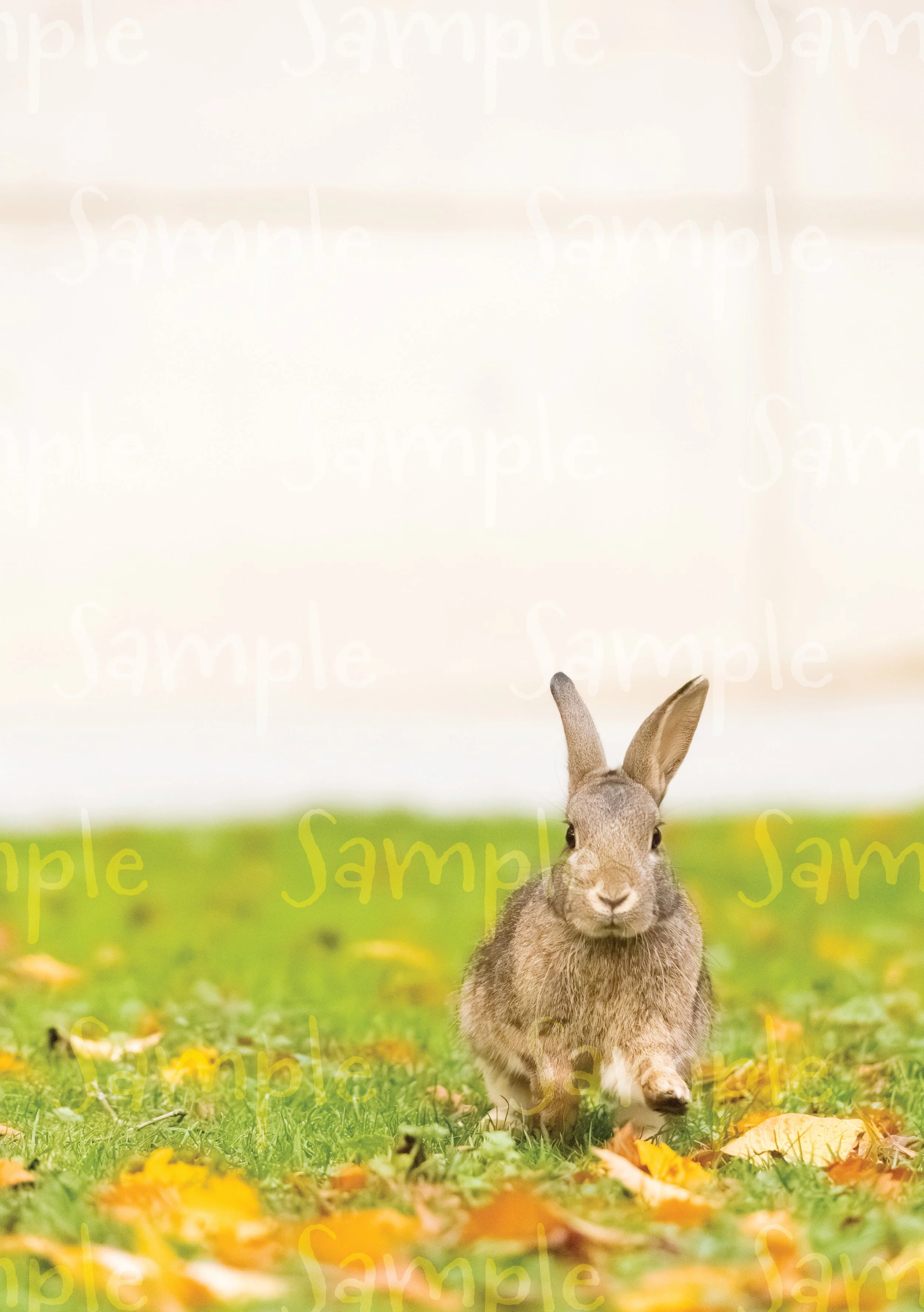 Sample-01.jpg