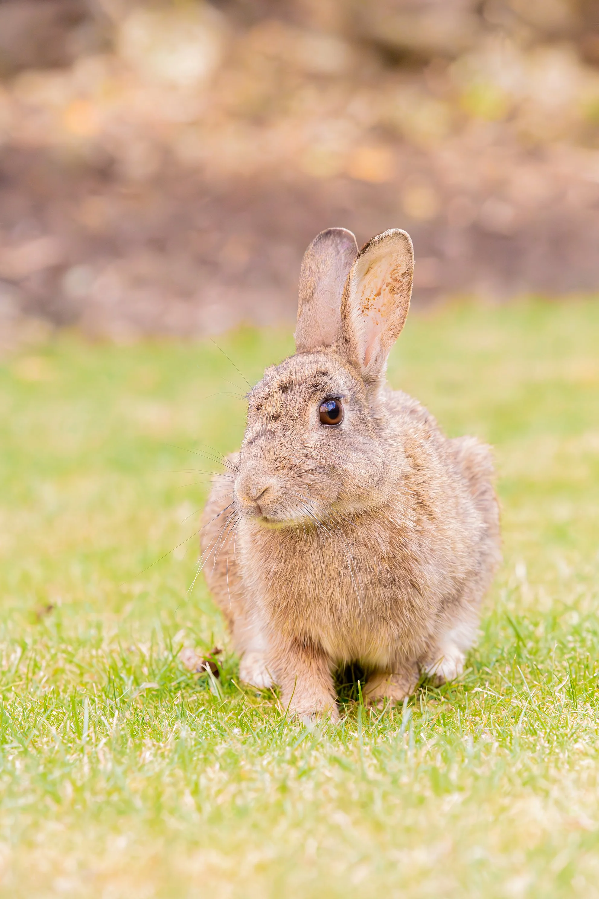 A brown rabbit sitting on green grass with a blurred background.