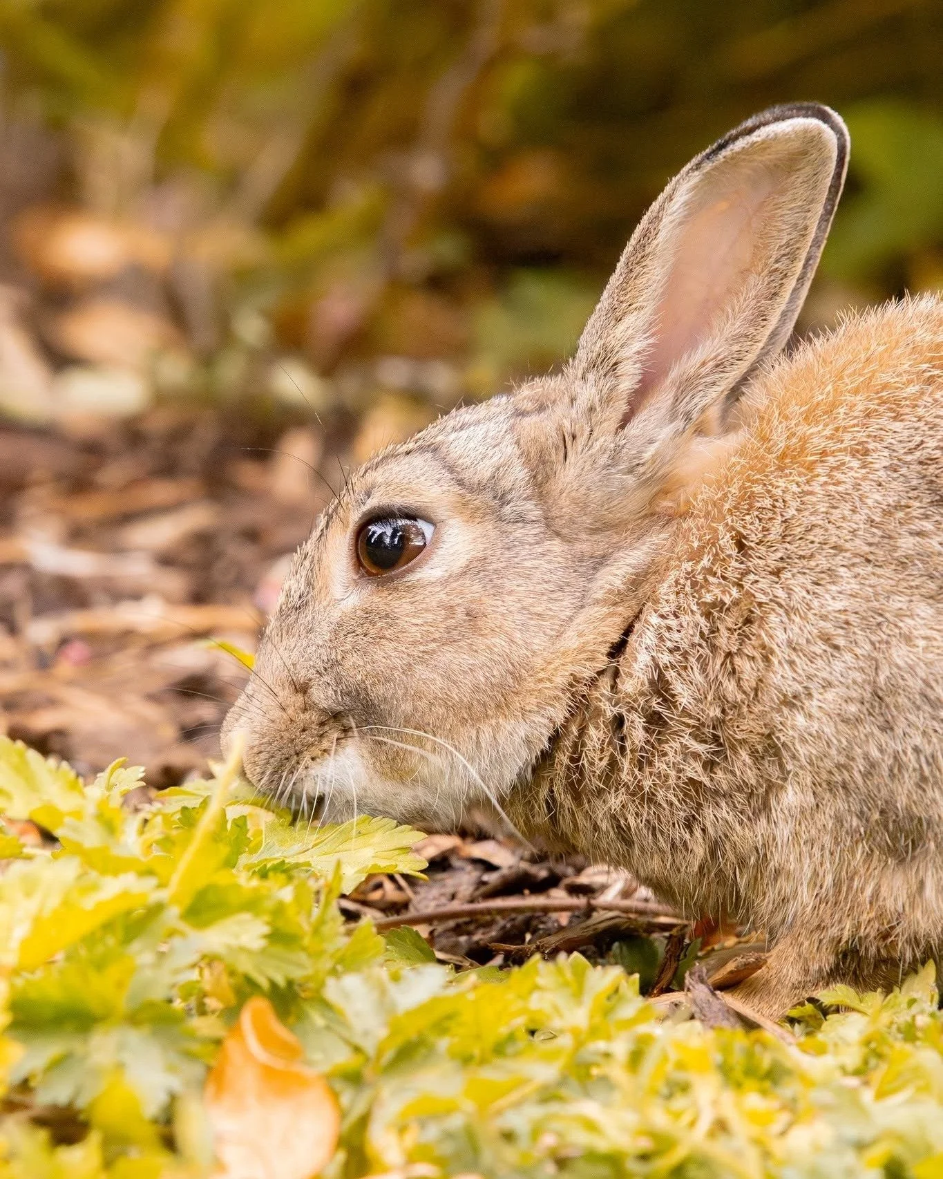 Nibble, nibble, munch! 🥕 Look at this little fluff ball enjoying a yummy green snack. Too cute to handle! 🐰✨

#butterbunny #bunny #photography #rabbit #leedslife #rabbitlife #cuteanimals #animallovers #lovenature #wildlifephotography #wildlife #bun