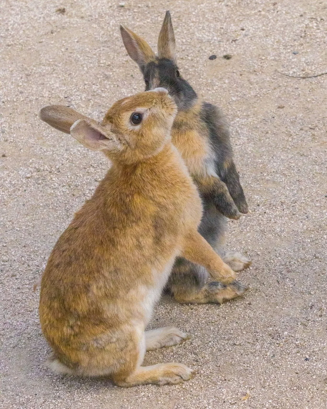 Rabbit Island (Okunoshima) 📸18

The Truth Behind the Cute:
Not wild, but abandoned. The rabbits on Okunoshima are domestic breeds facing ecological challenges. I share these photos to highlight their beauty and the urgent need for better welfare.

#