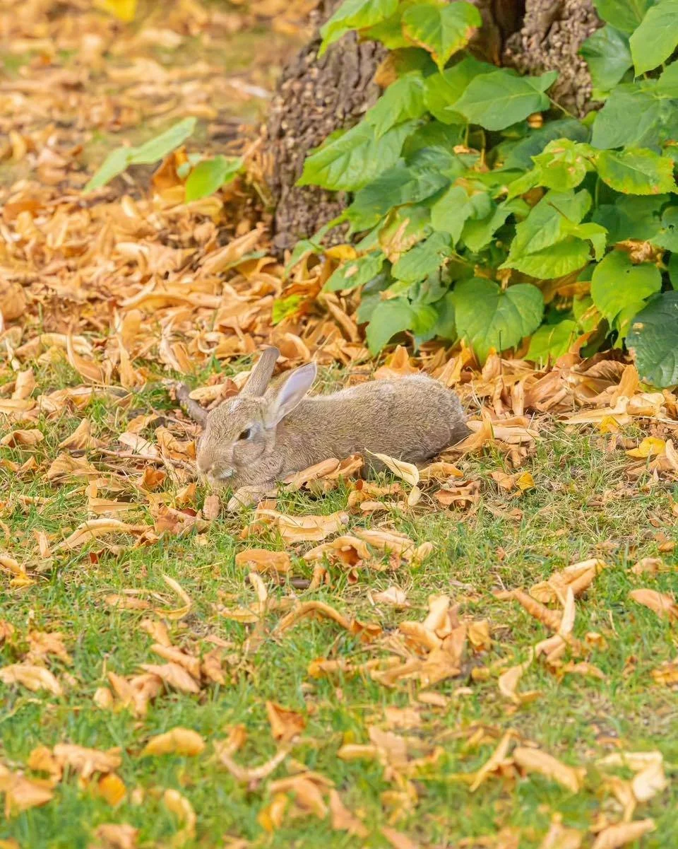 Monday?! 💤

#butterbunny #bunny #photography #rabbit #leedslife #rabbitlife #cuteanimals #animallovers #lovenature #wildlifephotography #wildlife #bunnylove #bunnylover #bunnies #うさぎ #兎 #토끼 #兔子