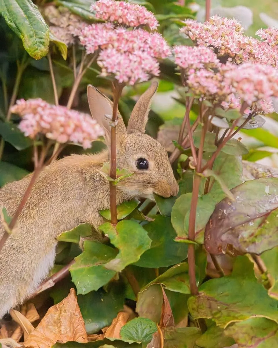 Yum!

#butterbunny #bunny #photography #rabbit #leedslife #rabbitlife #cuteanimals #animallovers #lovenature #wildlifephotography #wildlife #bunnylove #bunnylover #bunnies #うさぎ #兎 #토끼 #兔子