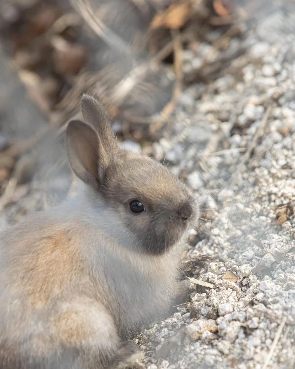 Rabbit Island (Okunoshima) 📸17

The Truth Behind the Cute:
Not wild, but abandoned. The rabbits on Okunoshima are domestic breeds facing ecological challenges. I share these photos to highlight their beauty and the urgent need for better welfare.

#