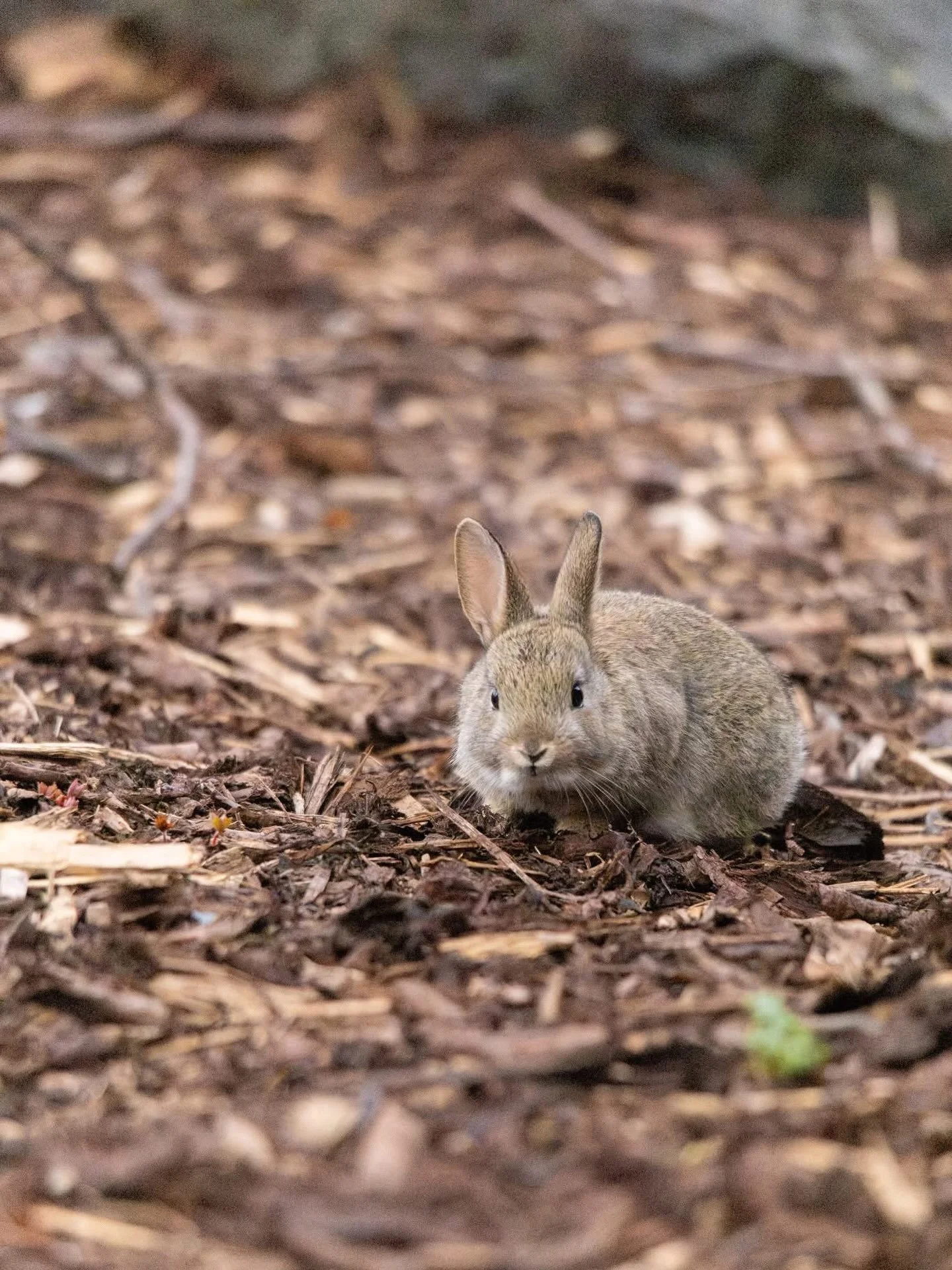 Papa said to be careful when eating grass outside, because cats will catch us. 🥺

#butterbunny #bunny #photography #rabbit #leedslife #rabbitlife #cuteanimals #animallovers #lovenature #wildlifephotography #wildlife #bunnylove #bunnylover #bunnies #