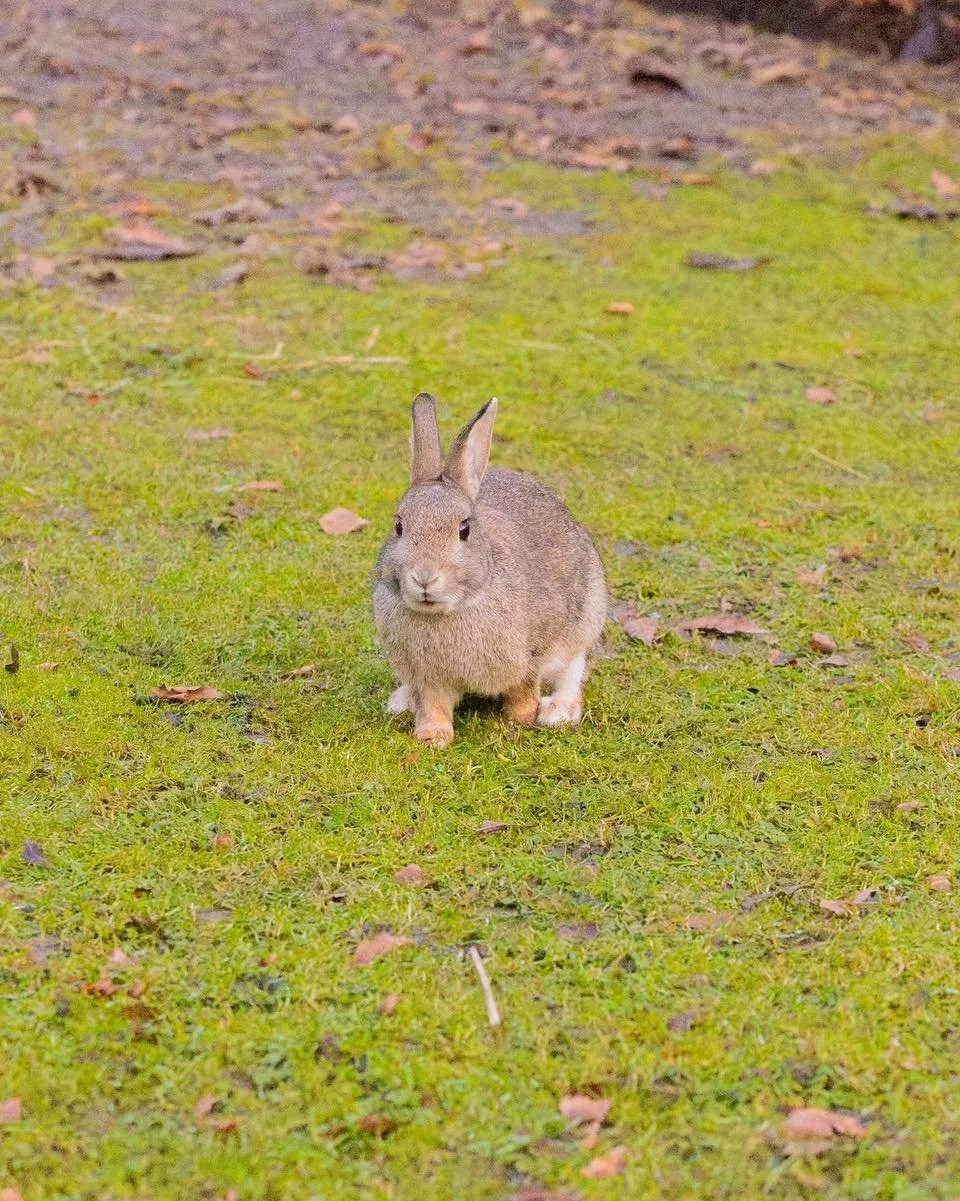 Mama bunny is complaining, but I don&rsquo;t know what she is complaining about.

#butterbunny #bunny #photography #rabbit #leedslife #rabbitlife #cuteanimals #animallovers #lovenature #wildlifephotography #wildlife #bunnylove #bunnylover #bunnies #う