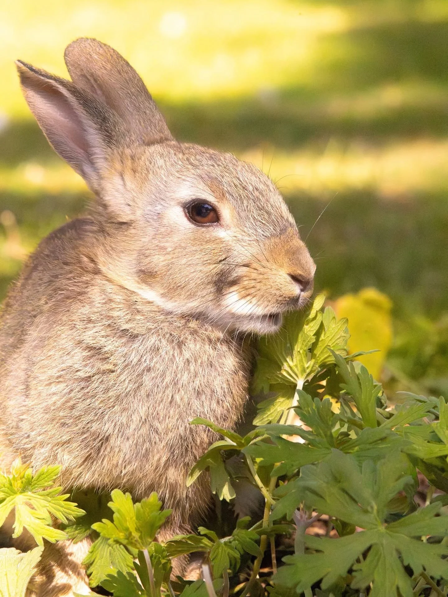 🥗🐰

#butterbunny #bunny #photography #rabbit #leedslife #rabbitlife #cuteanimals #animallovers #lovenature #wildlifephotography #wildlife #bunnylove #bunnylover #bunnies #うさぎ #兎 #토끼 #兔子