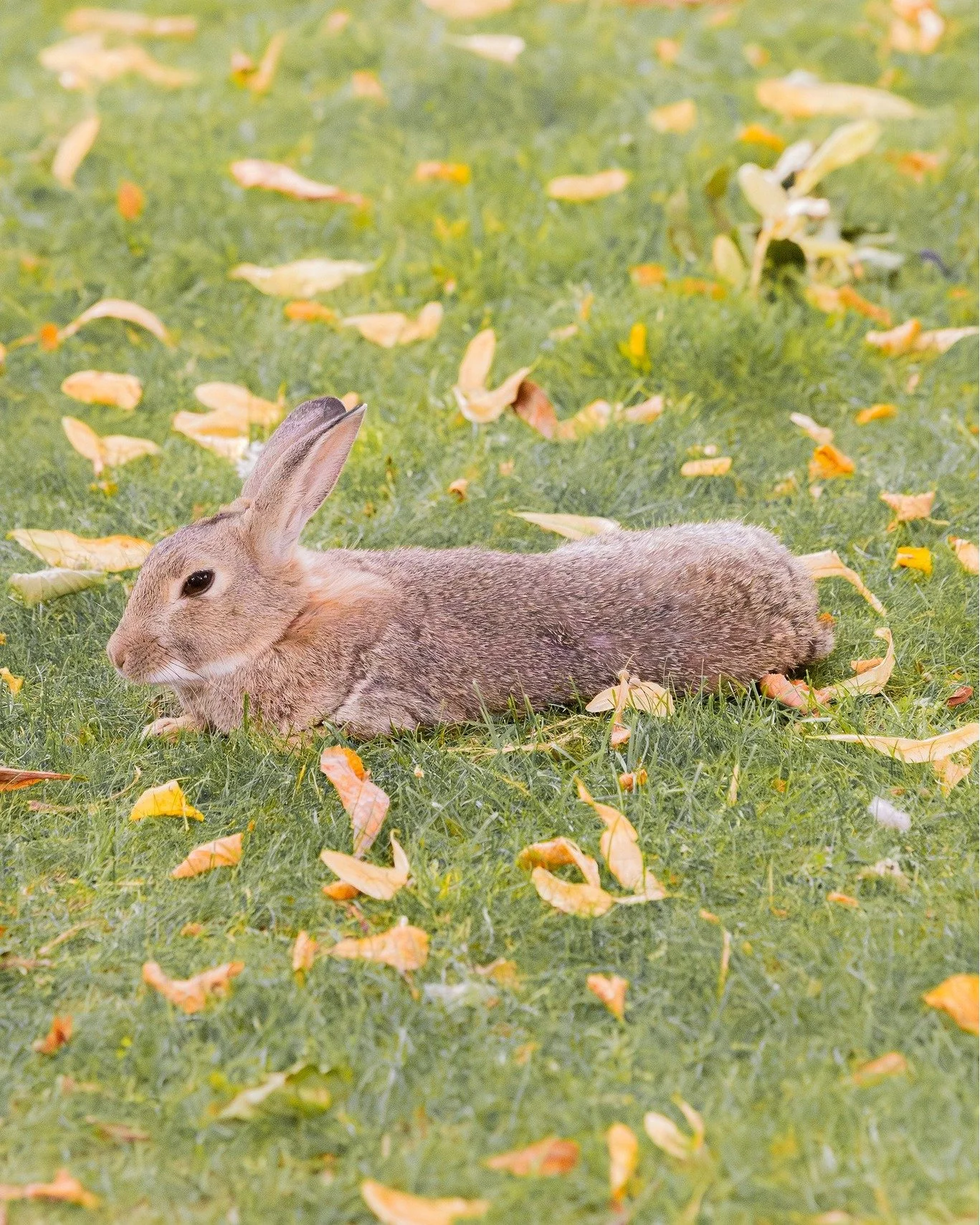 Long Bun Papa🐰

#butterbunny #bunny #photography #rabbit #leedslife #rabbitlife #cuteanimals #animallovers #lovenature #wildlifephotography #wildlife #bunnylove #bunnylover #bunnies #うさぎ #兎 #토끼 #兔子