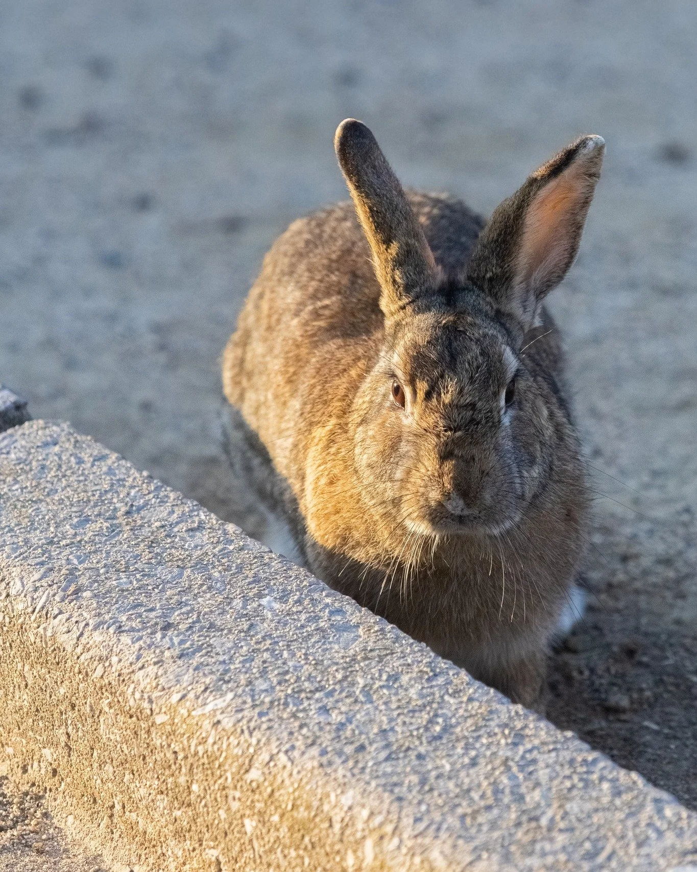 Rabbit Island (Okunoshima) 📸17

The Truth Behind the Cute:
Not wild, but abandoned. The rabbits on Okunoshima are domestic breeds facing ecological challenges. I share these photos to highlight their beauty and the urgent need for better welfare.

#