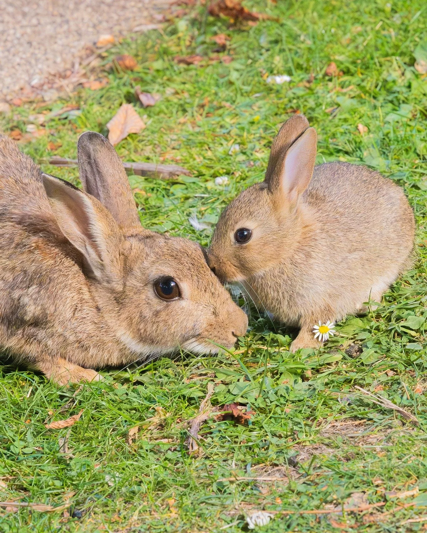 🐰I Love you mama! Kissy Kissy 🥺😘❤️

#butterbunny #bunny #photography #rabbit #leedslife #rabbitlife #cuteanimals #animallovers #lovenature #wildlifephotography #wildlife #bunnylove #bunnylover #bunnies #うさぎ #兎 #토끼 #兔子