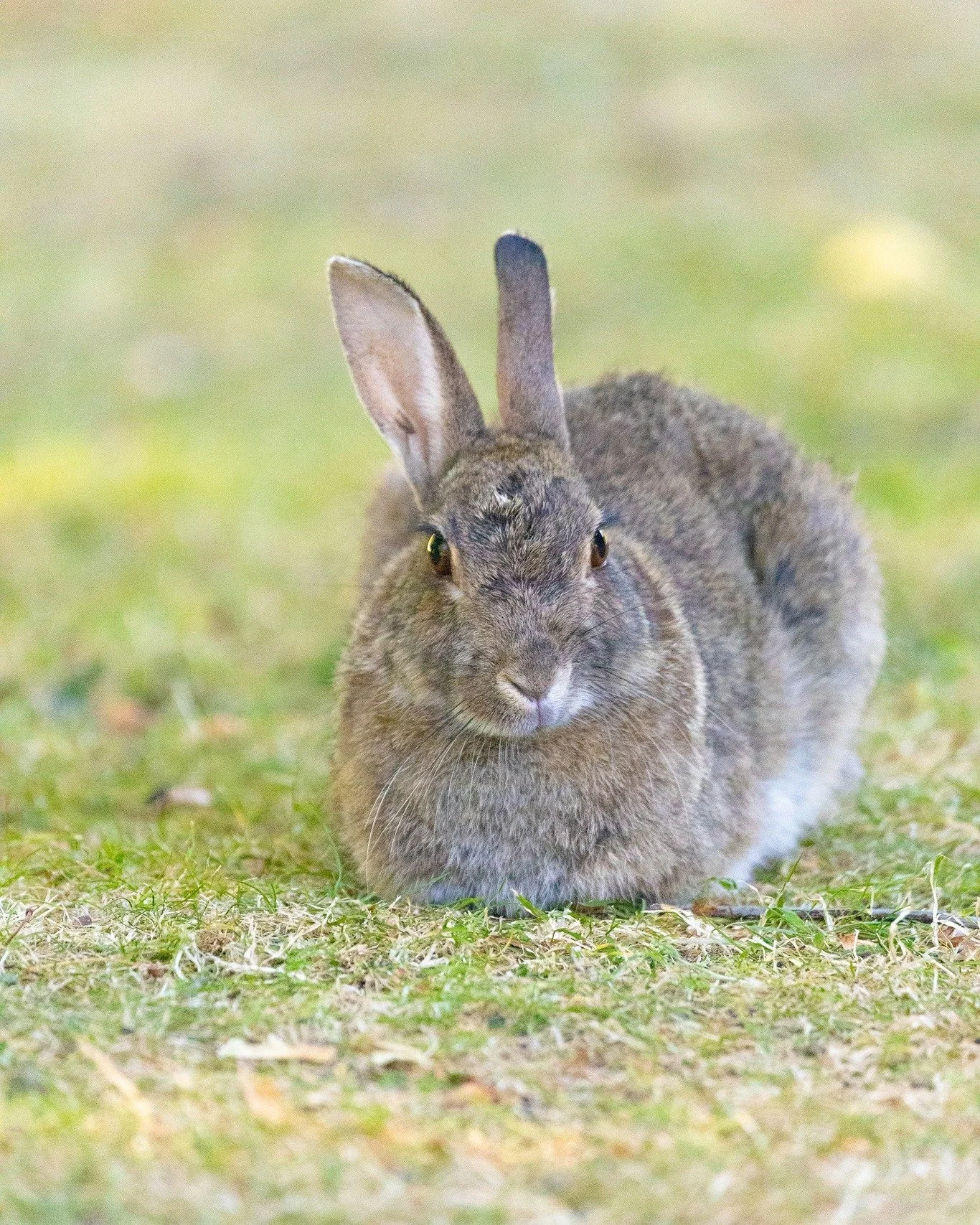 Little was a funny, cute wild rabbit. 
I spent one year watching her grow from a baby into a mother.  It is hard to put into words... She has gone to heaven now. I will never forget you, and I will see you in heaven. 
I love you, my sweet little girl