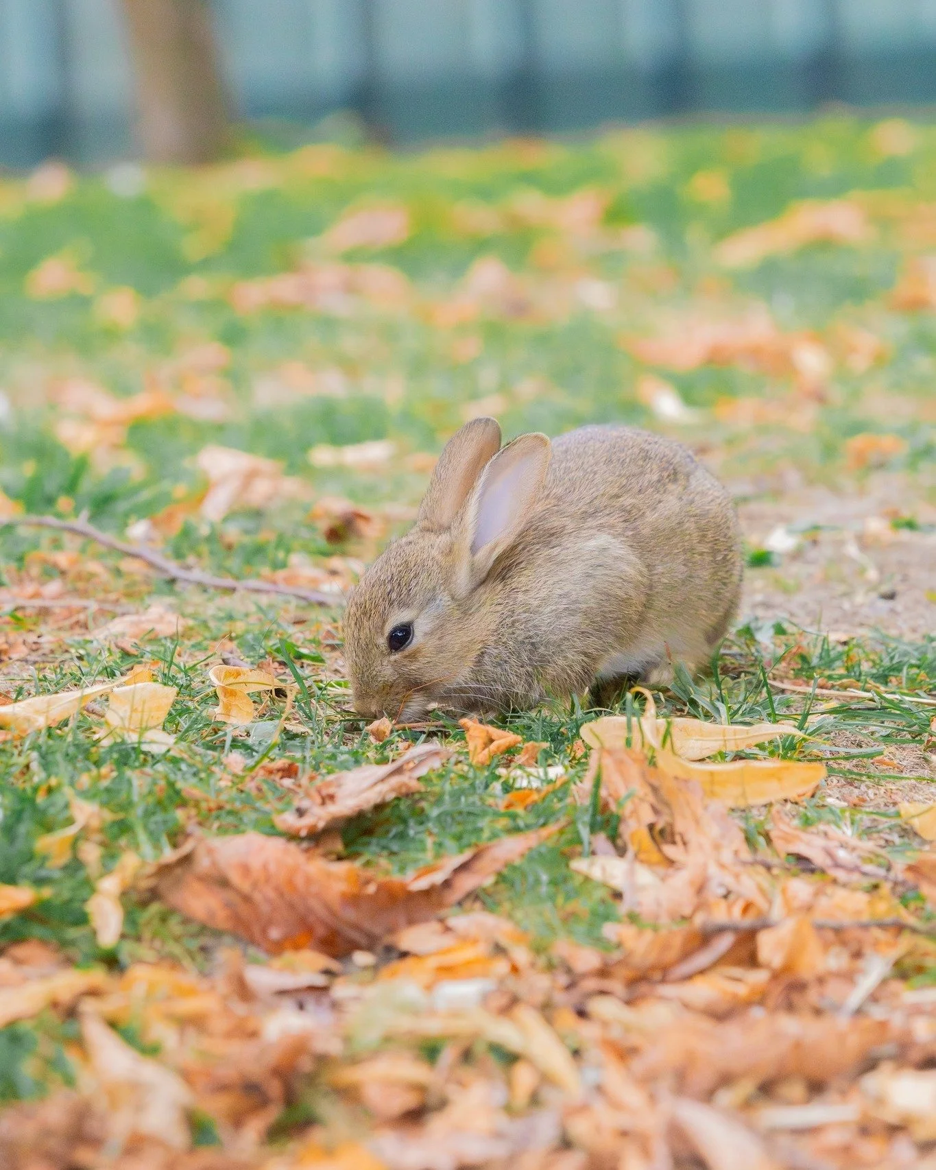 Even the smallest one can change the world.❤

#butterbunny #bunny #photography #rabbit #leedslife #rabbitlife #cuteanimals #animallovers #lovenature #wildlifephotography #wildlife #bunnylove #bunnylover #bunnies #うさぎ #兎 #토끼 #兔子