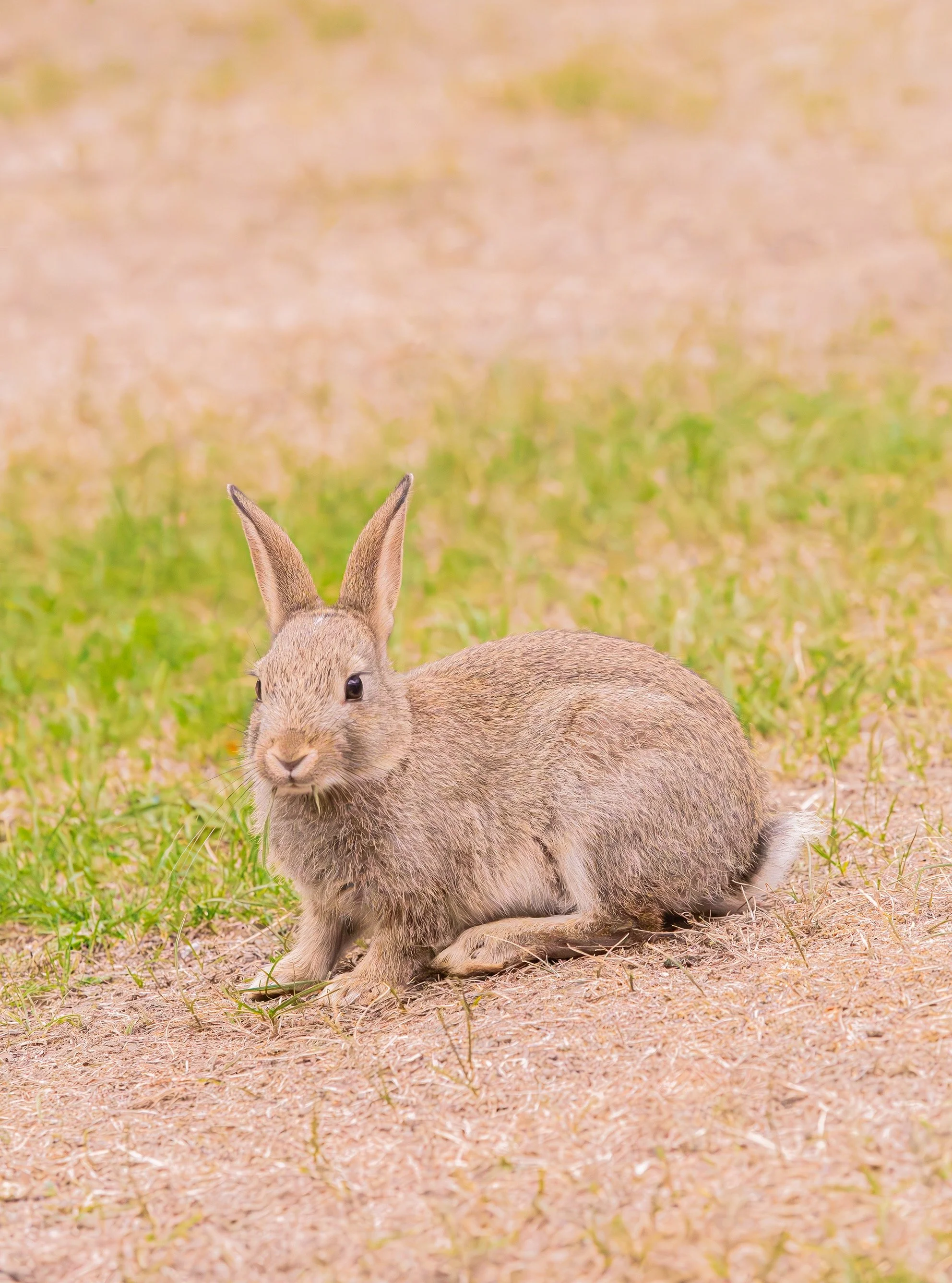 Daddy says eating more greens makes you hop super fast! 🥦✨ #butterbunny #bunny #photography #rabbit #leedslife #rabbitlife #cuteanimals #animallovers #lovenature #wildlifephotography #wildlife #bunnylove #bunnylover #bunnies #うさぎ #兎 #토끼 #兔子