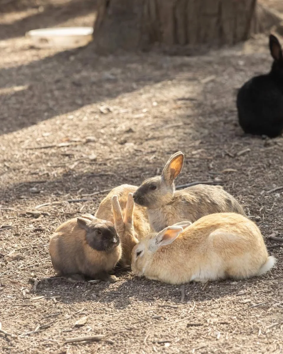 Rabbit Island (Okunoshima) 📸19

The Truth Behind the Cute:
Not wild, but abandoned. The rabbits on Okunoshima are domestic breeds facing ecological challenges. I share these photos to highlight their beauty and the urgent need for better welfare.

#