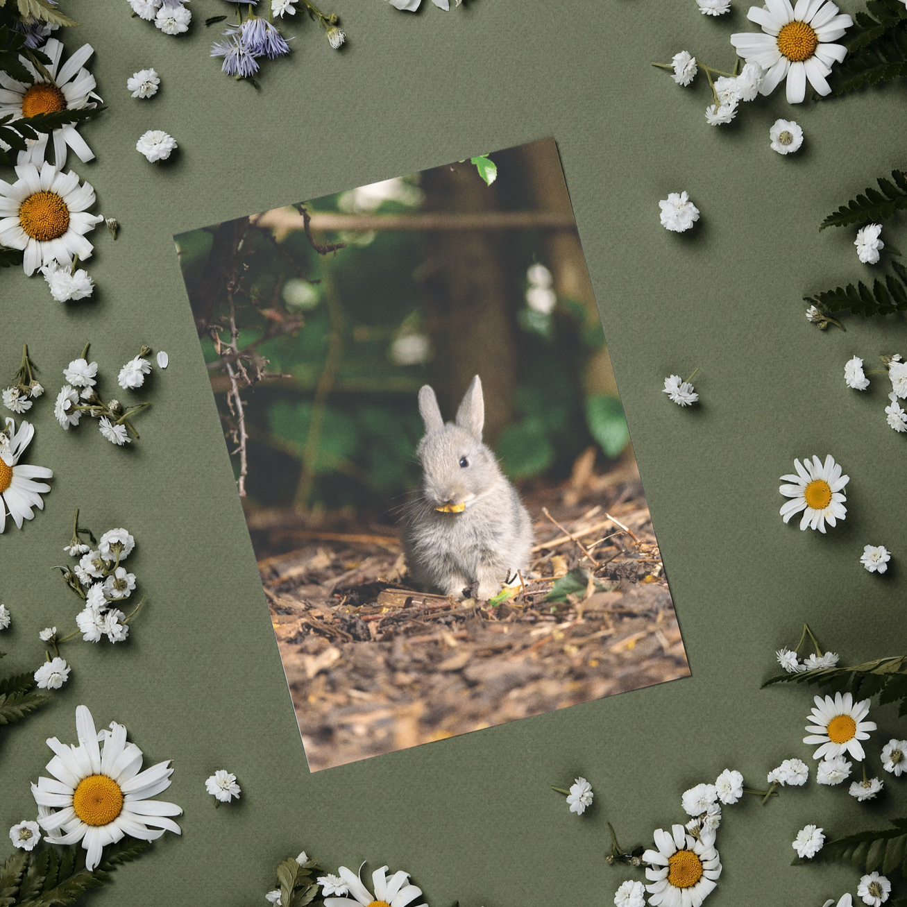 Woodland Bunny Postcard