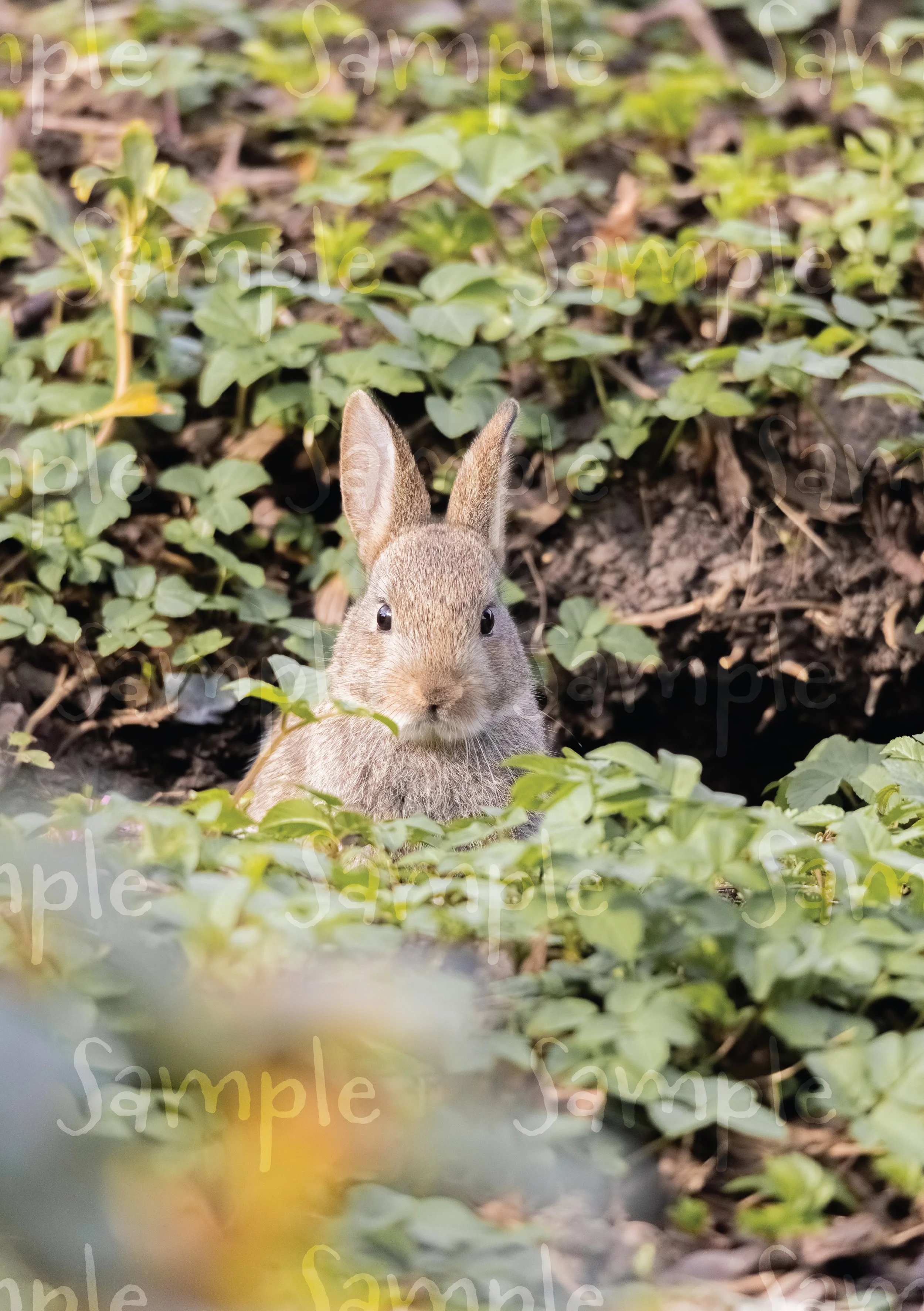 Sample-12.jpg