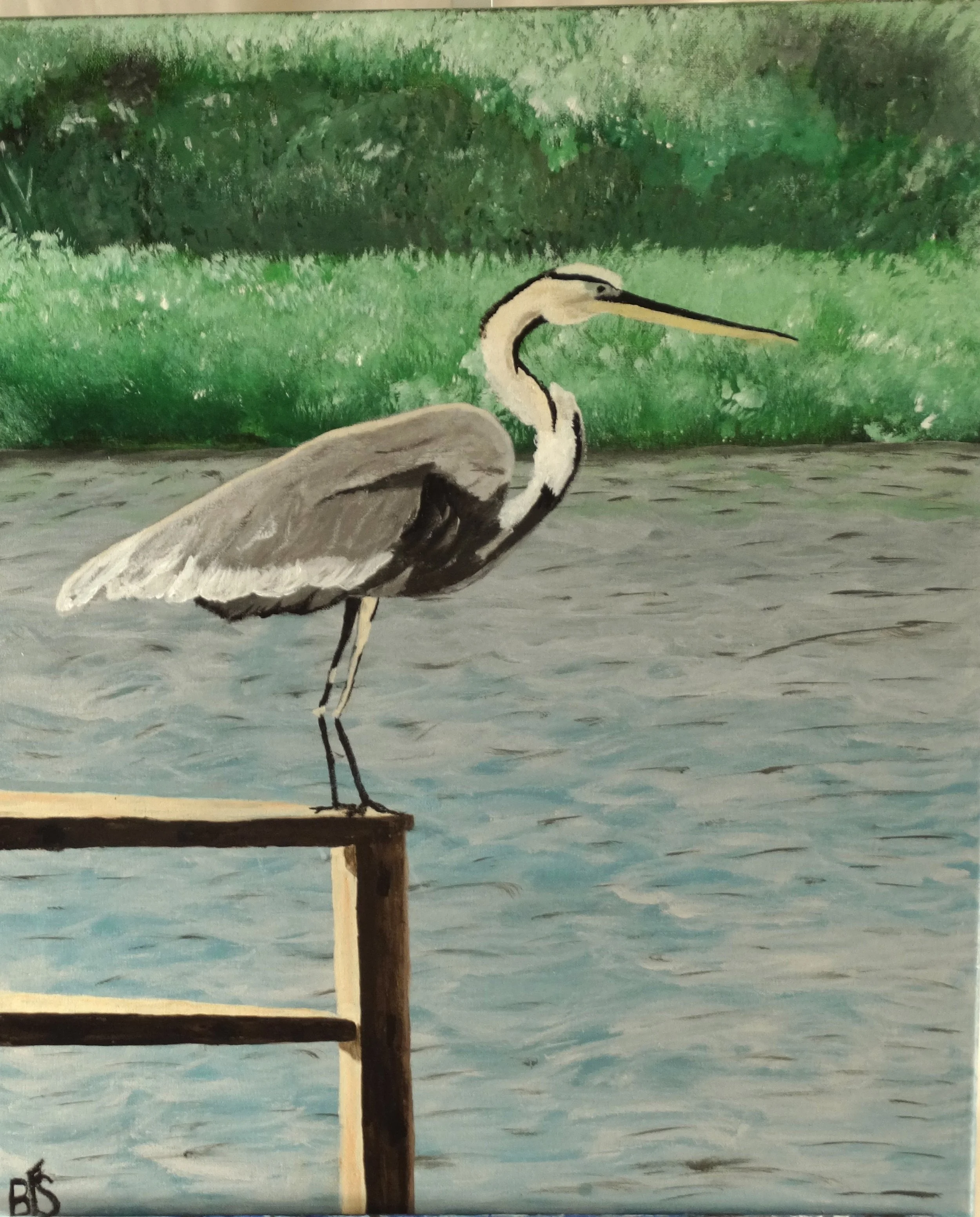 Great Blue Heron on Dock