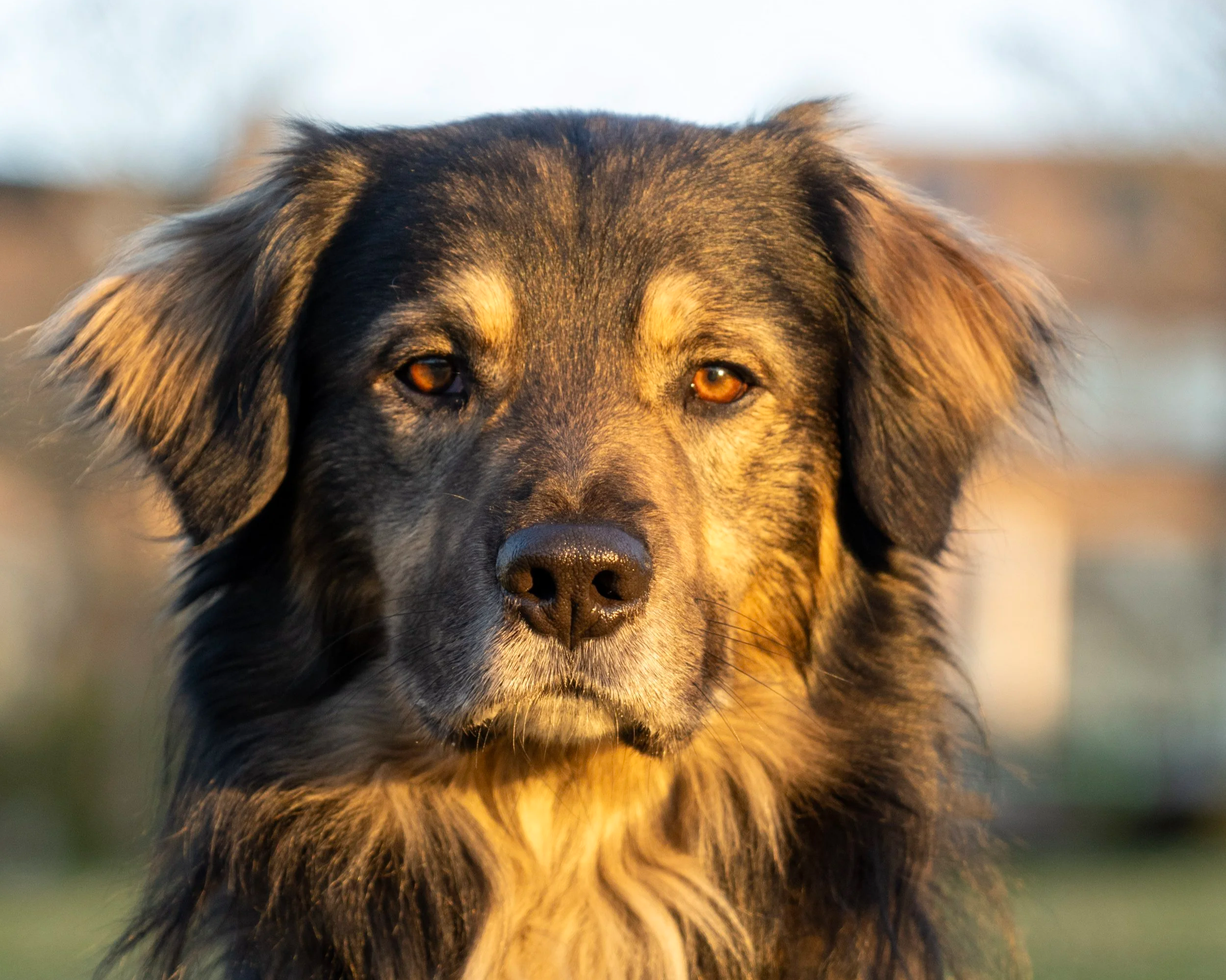 Close-up of a dog's face, showing amber eyes, black and brown fur, and floppy ears.
