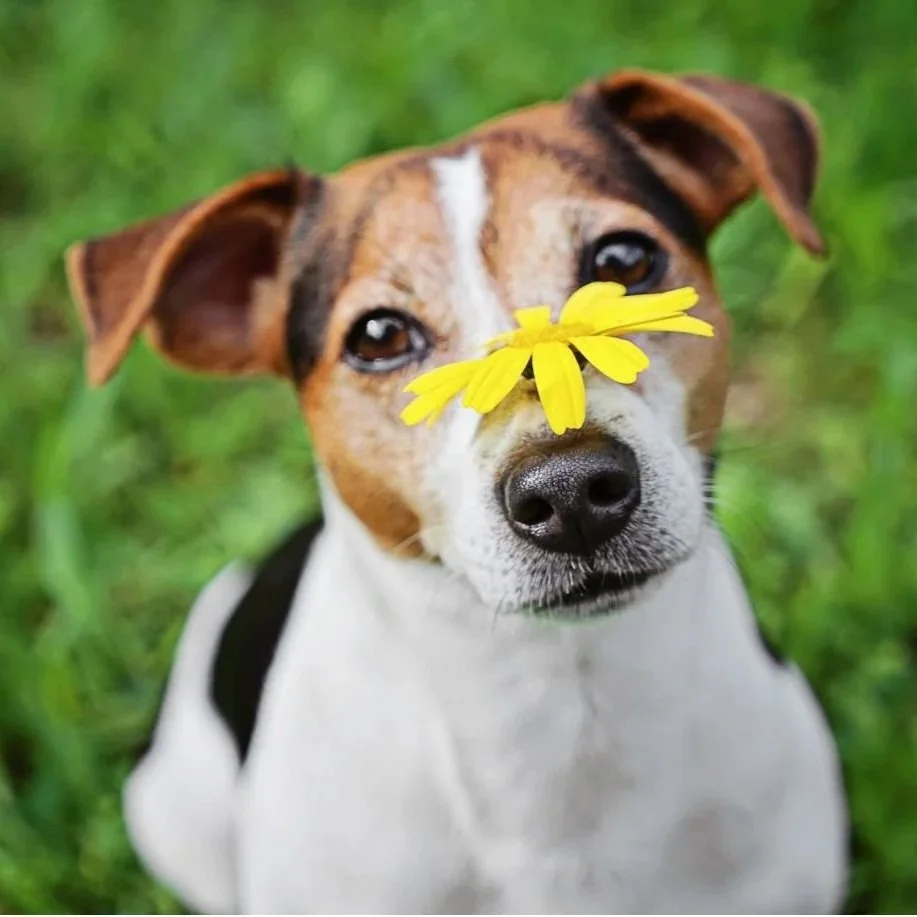 Dog with flower resting on its nose