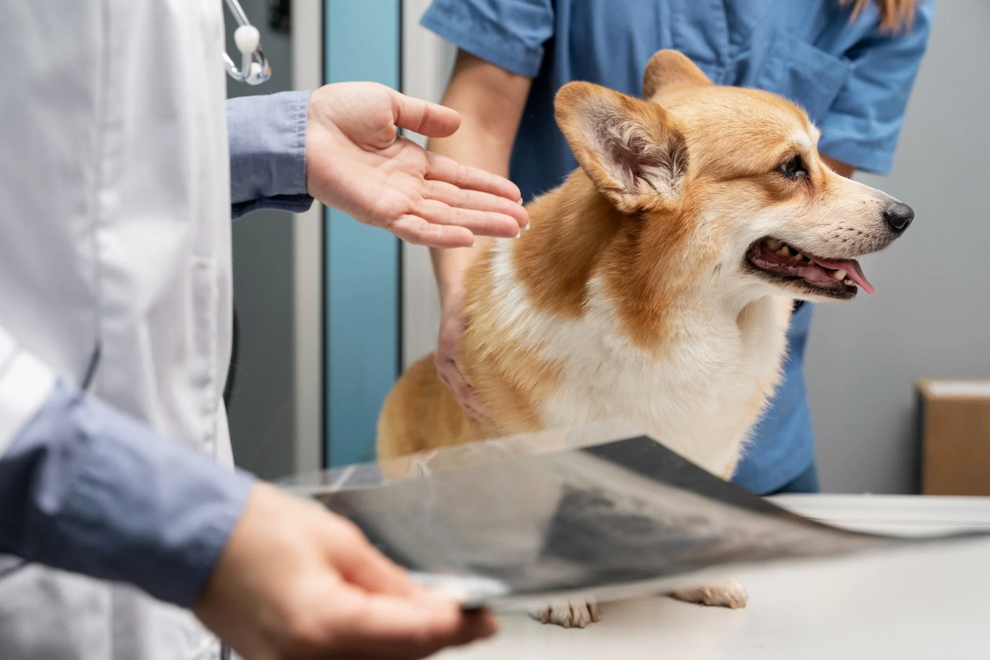 Veterinær undersøker en hund på klinikken, med røntgenbilde klart som del av tann- eller helseundersøkelsen.