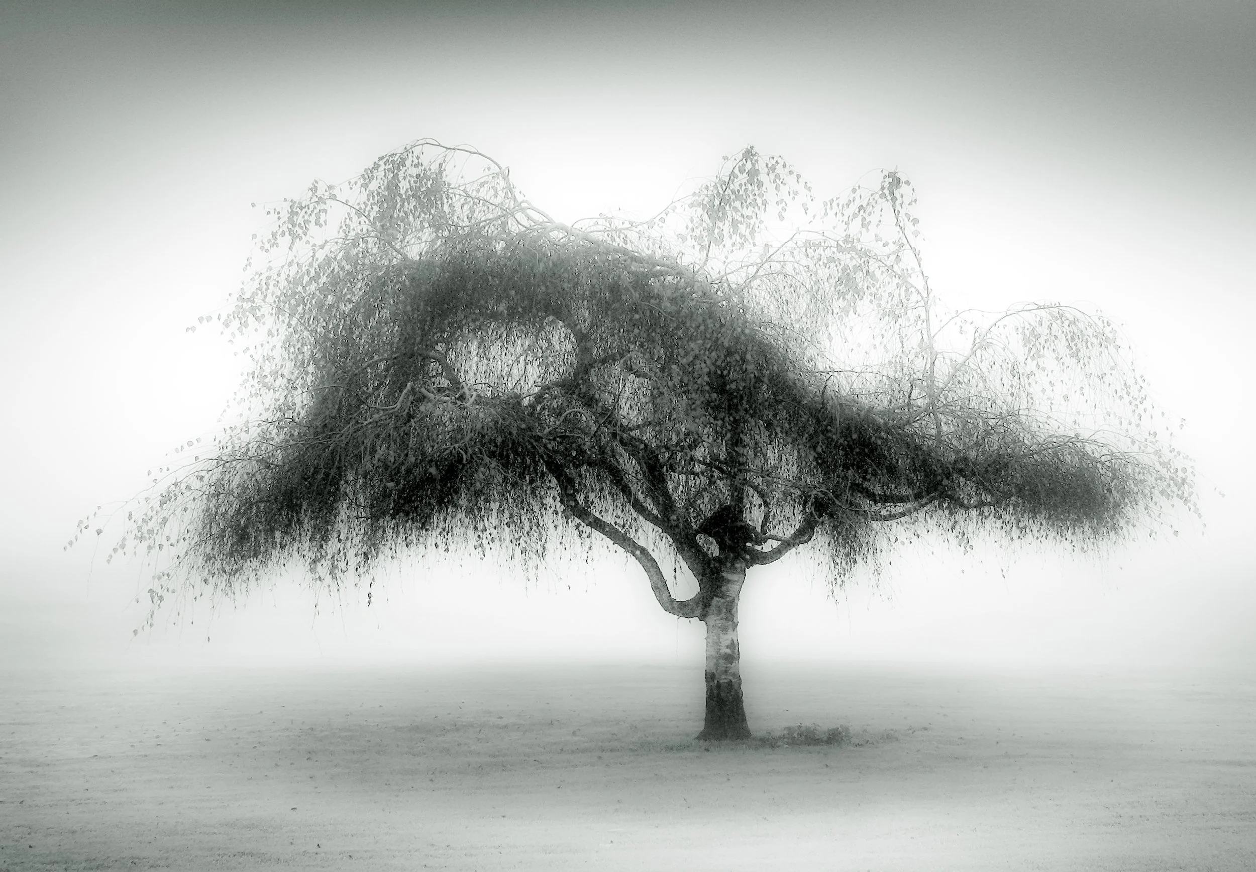 Dancing Tree