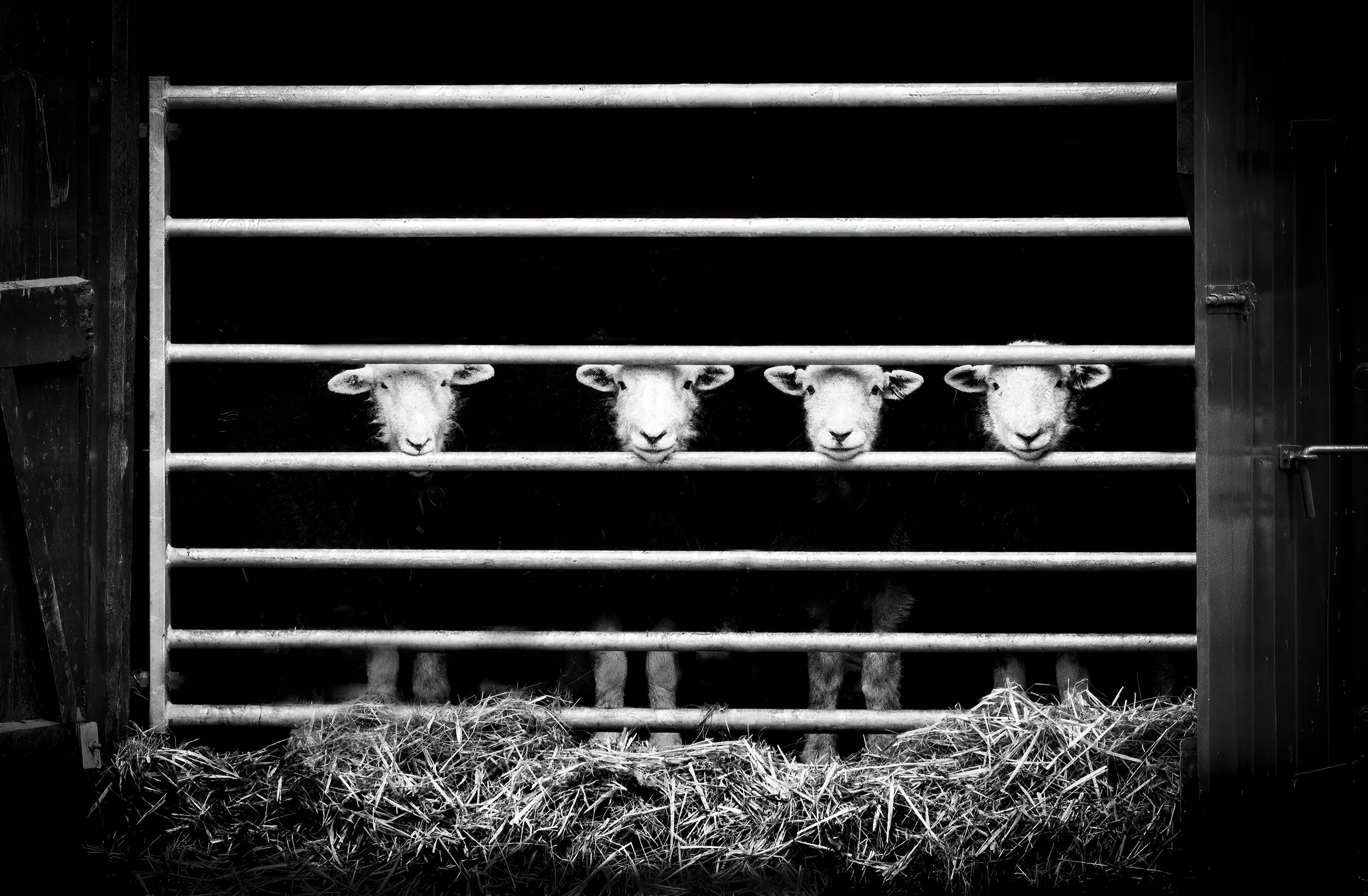 Looking Sheepish