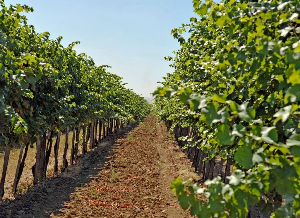 Vineyard rows at LISICZA in Helesfa, Hungary