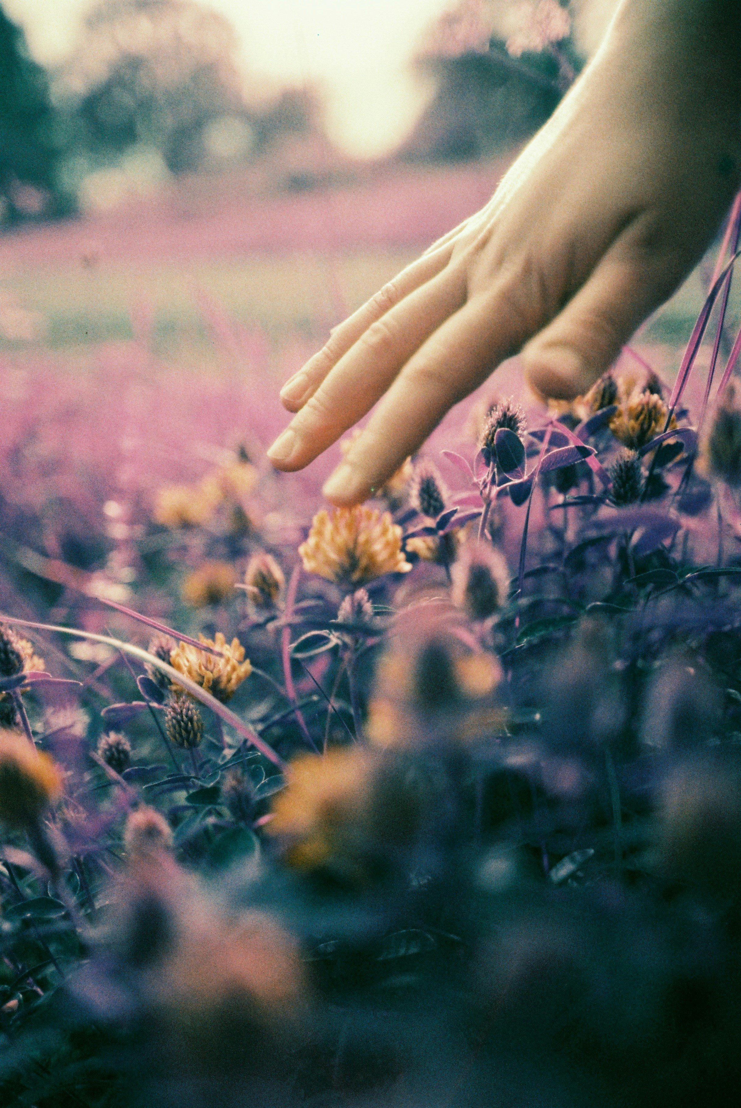 A hand gently reaching towards blooming flowers in a garden during sunset or sunrise.