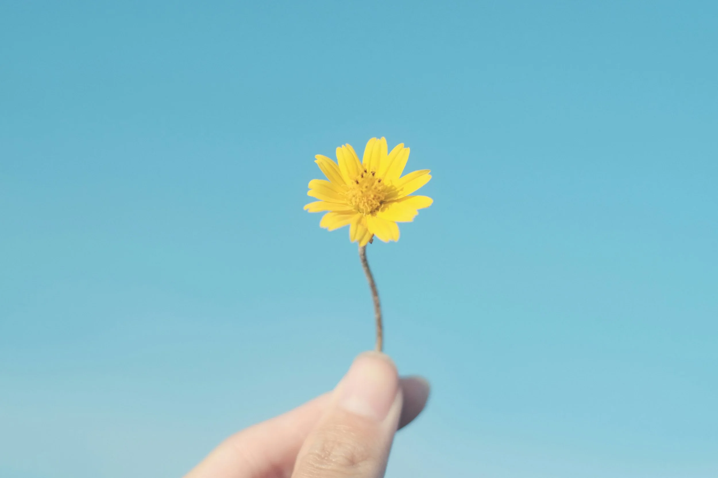 A hand holding a small yellow flower against a clear blue sky.