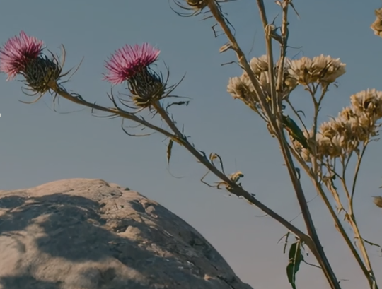 Close-up of wildflowers, including thistle with pink blooms and white daisies, growing near a large rock against a clear sky.