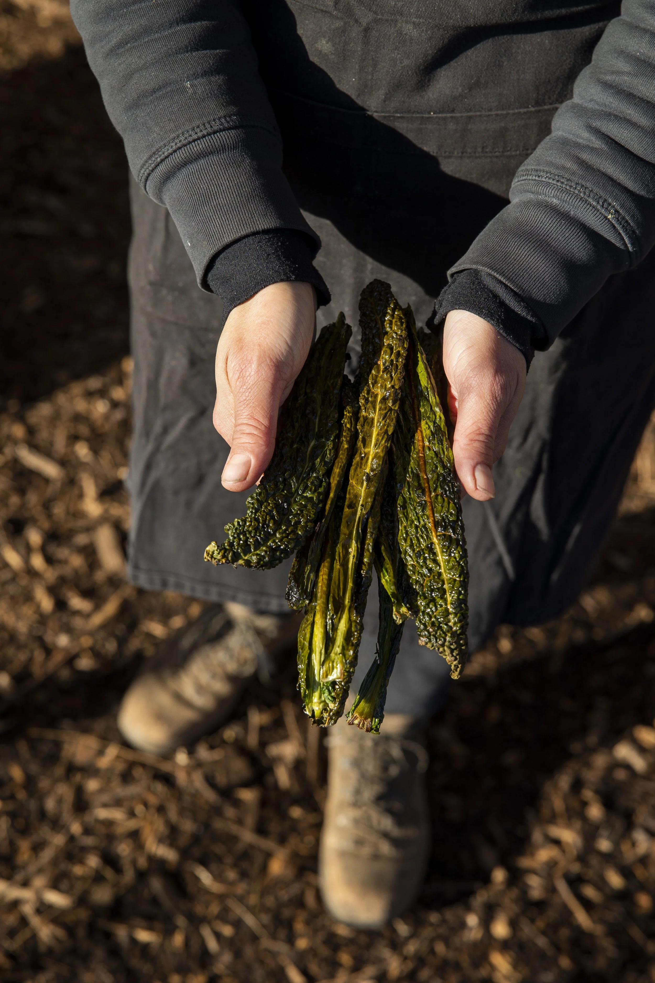 Close-up of a person holding wilted or burned green plants or leaves, with soil and legs visible in the background.