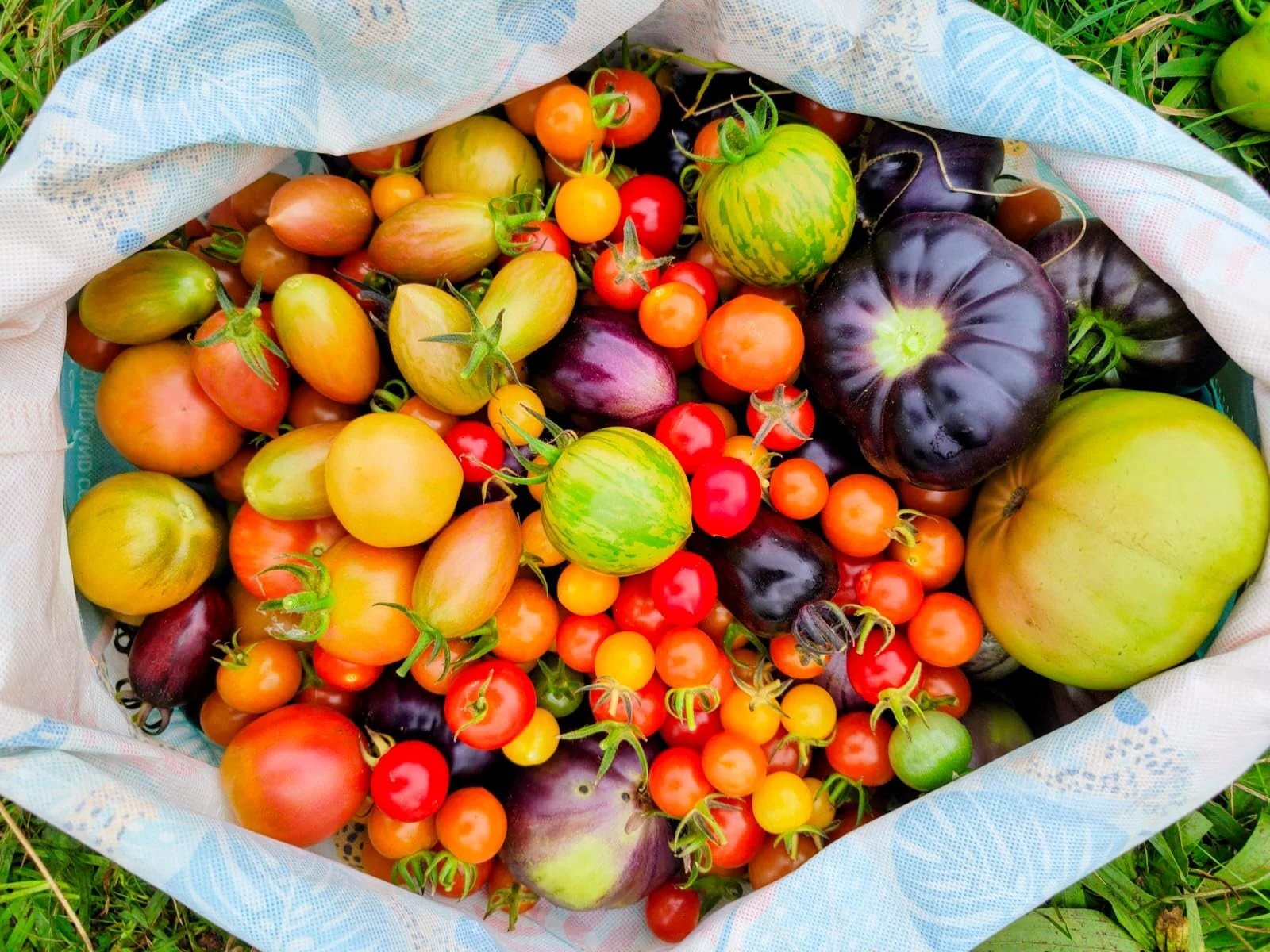 A variety of fresh tomatoes of different sizes, shapes, and colors in a basket on the grass