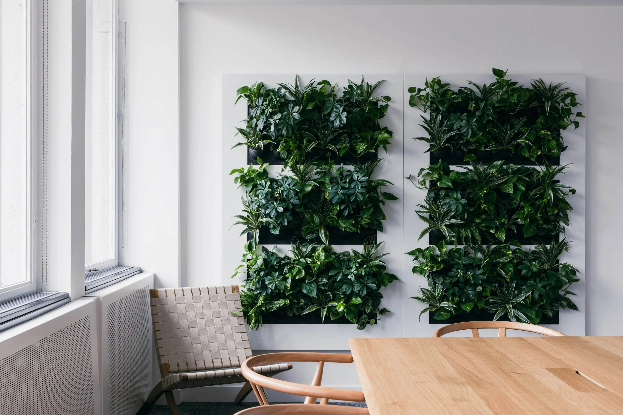 Living green wall in the Pangaia office, designed by Ellipse