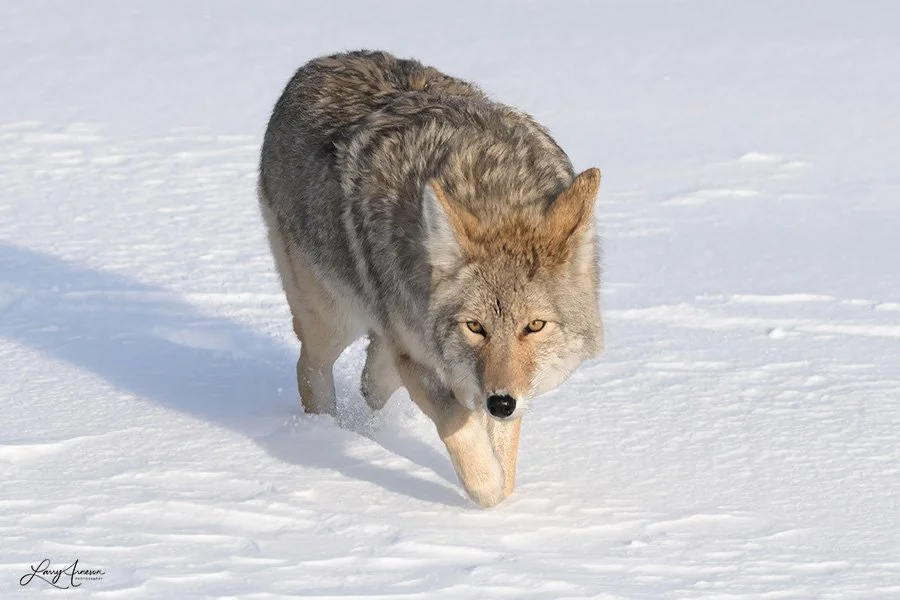 Yellowstone Coyote 2