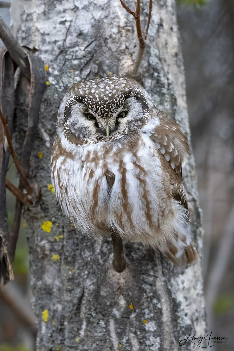 Boreal Owl