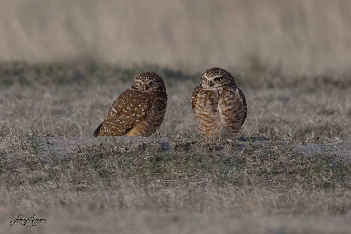 Burrowing Owls