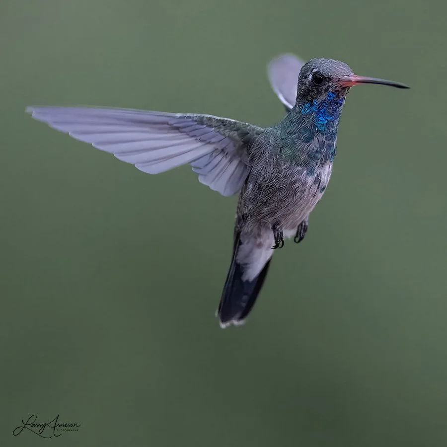 Adult Male Broad-billed Hummingbird