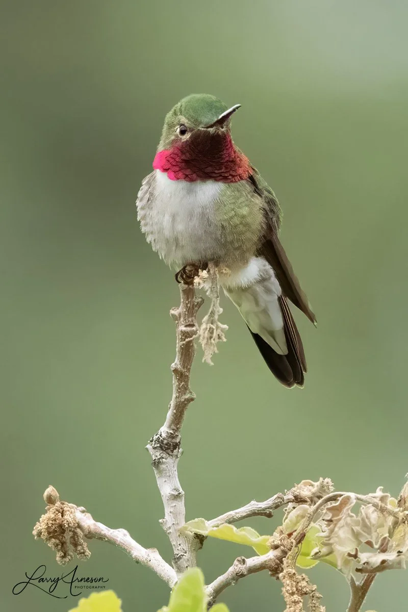 _DSC1493_web - Broad-tailed Hummingbird