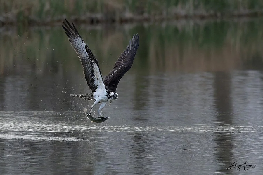 Osprey with fish.