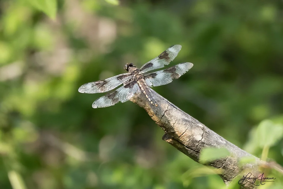 _DSC9098_web.jpg
