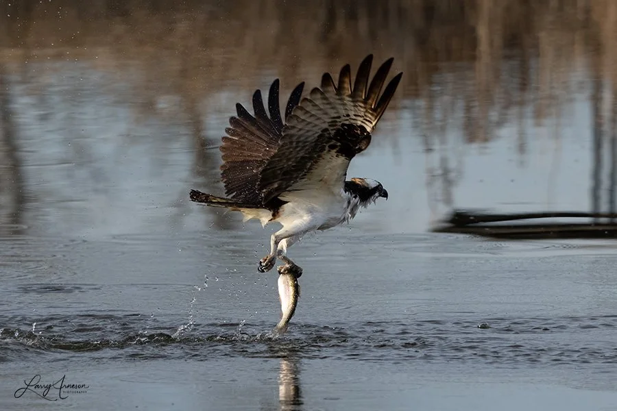 Osprey with fish.  Many time you'll see an Osprey flying with a fish with using only one talon.