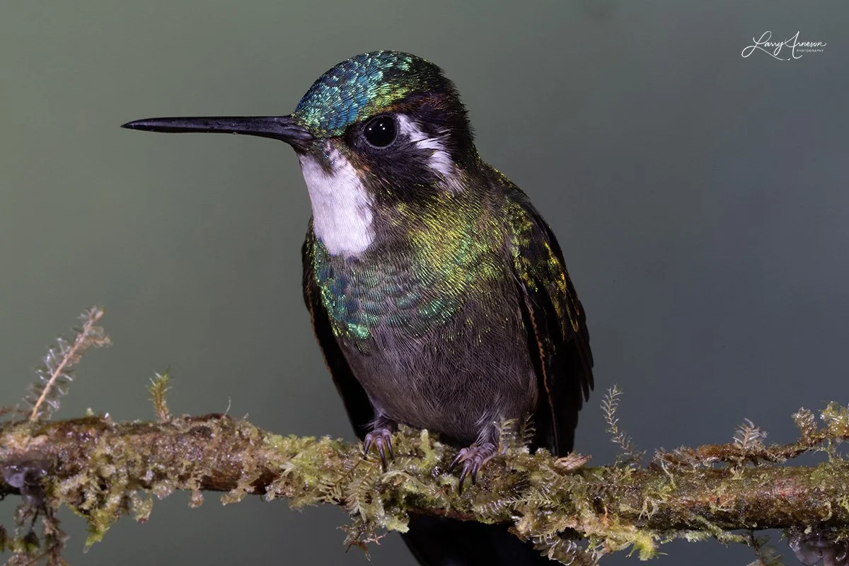 White Throated Mountain Gem - _DSC6850_web.jpg